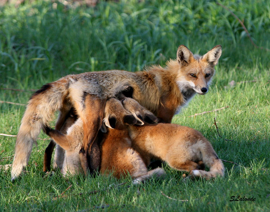 Fox Photograph - Love from a mother by Sarah  Lalonde