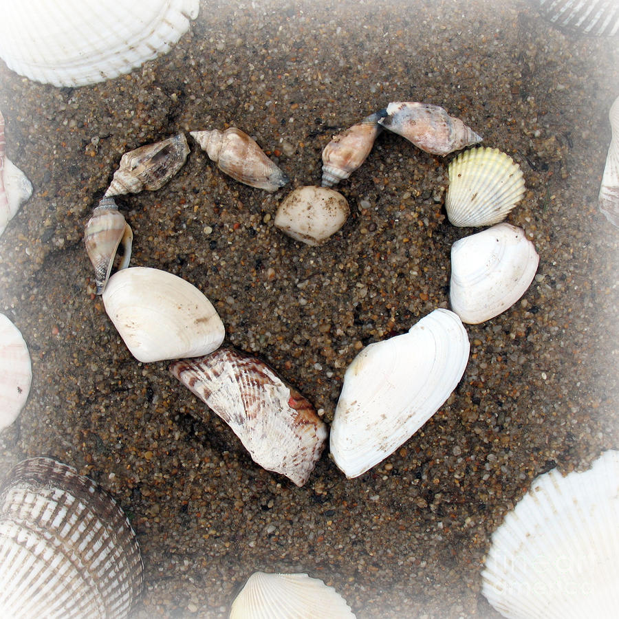 Love Heart Sea Shells Photograph by Trude Janssen Fine Art America