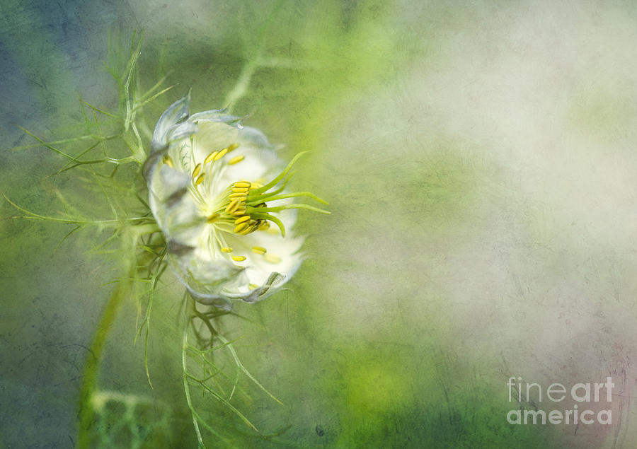 Love in a Mist Floral Photograph by Susan Gary