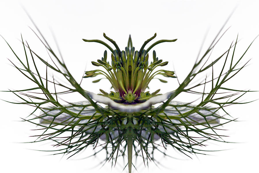 Love in a Mist Photograph by Jean Noren
