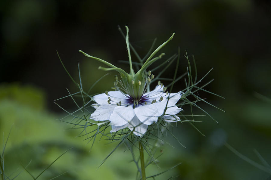 Love In A Mist Photograph