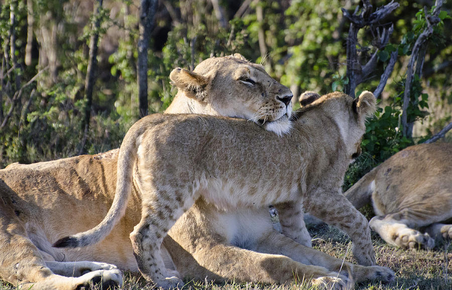 Love in the Wild Photograph by Marion McCristall