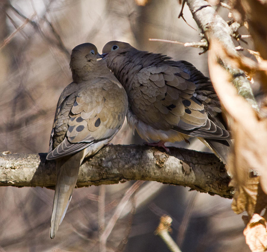 Love is in the air. Photograph by Diane Giurco