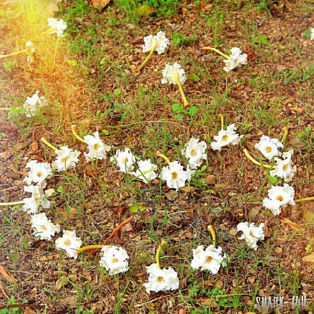 Nature Photograph - Love Is On The Ground : ) by Nop Nop