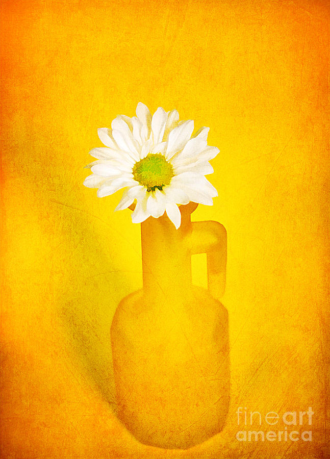 Daisy Photograph - Love me Love me Not by Darren Fisher