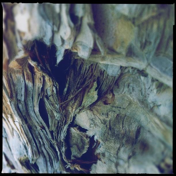 Hipstamatic Photograph - Love Paper Bark Trees Also Known As by Irene Cadenhead