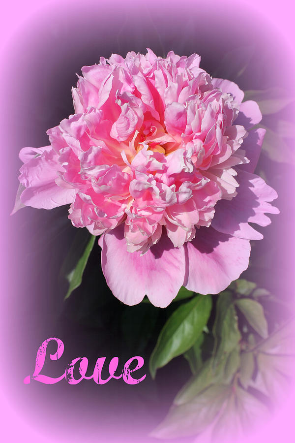 Flower Photograph - Love Pink by Rebecca Frank