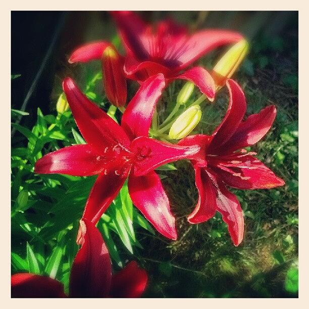Nature Photograph - Love #red #lily #flowers In My #backyard by Natalia D
