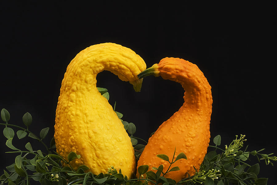 Love Squash Photograph by Trudy Wilkerson