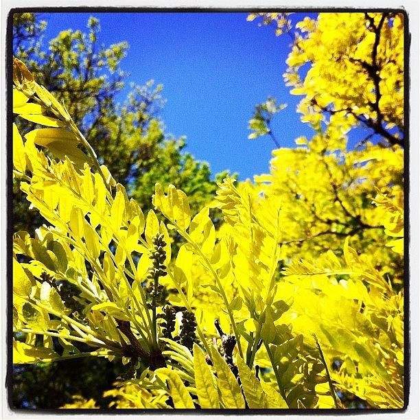 Love The Bright Lime-colored Leaves Photograph by Shawn Augustine
