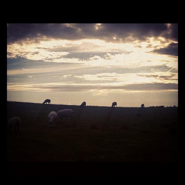 Sheep Photograph - Love This. Strolling Through Kent To My by Chris Mayo