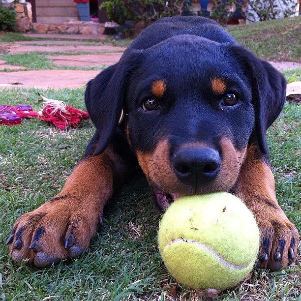 Dog Photograph - Love To #play #dog by Adriana Guimaraes