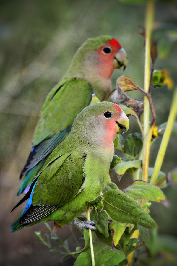 Bird Photograph - Lovebird Couple  by Saija Lehtonen