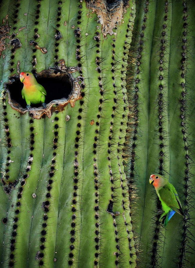 Bird Photograph - Lovebirds and the Saguaro  by Saija Lehtonen