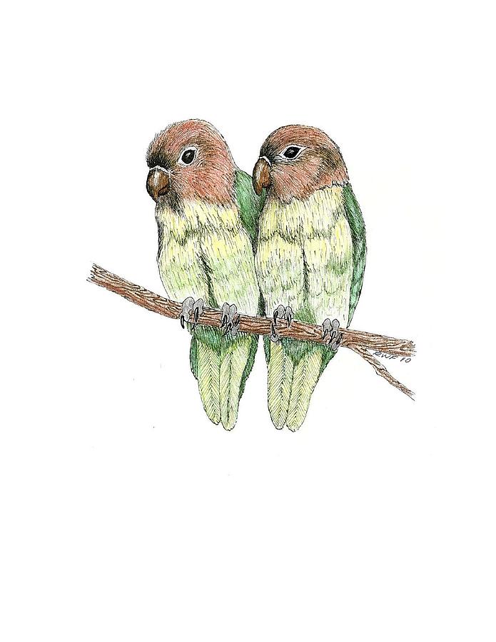 Lovebird Drawing - Lovebirds by Richard Freshour