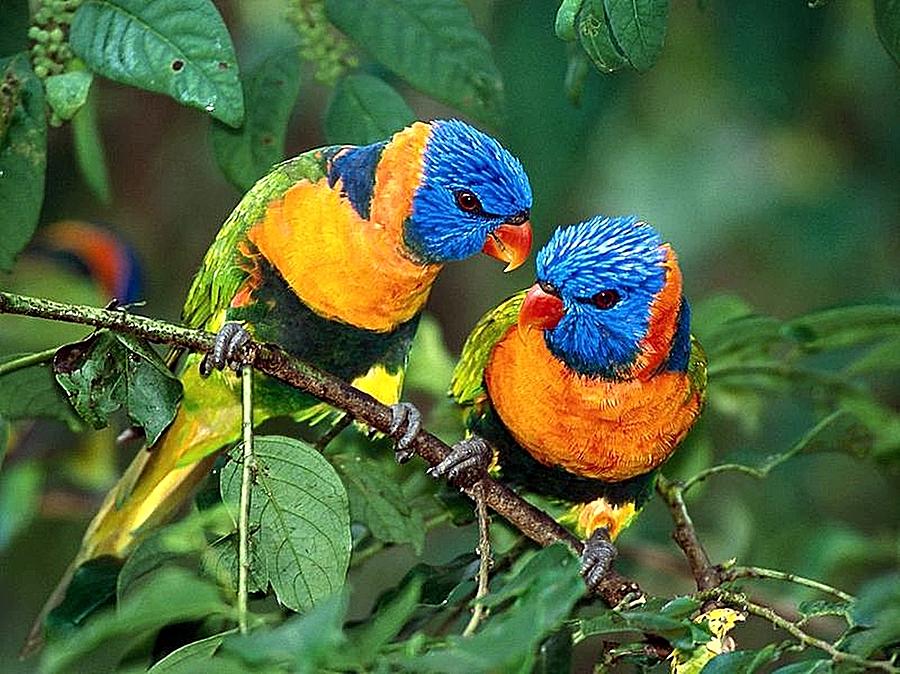 Animal Photograph - Lovebirds by Webphoto