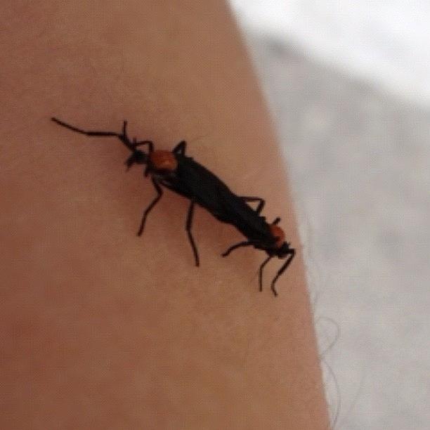 Animal Photograph - Lovebug On My Arm :)
#lovebug #animals by Danny Alvarado