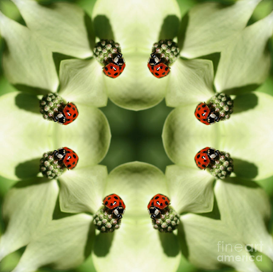 Lovely Ladybug Kaleidoscope Digital Art by Smilin Eyes Treasures