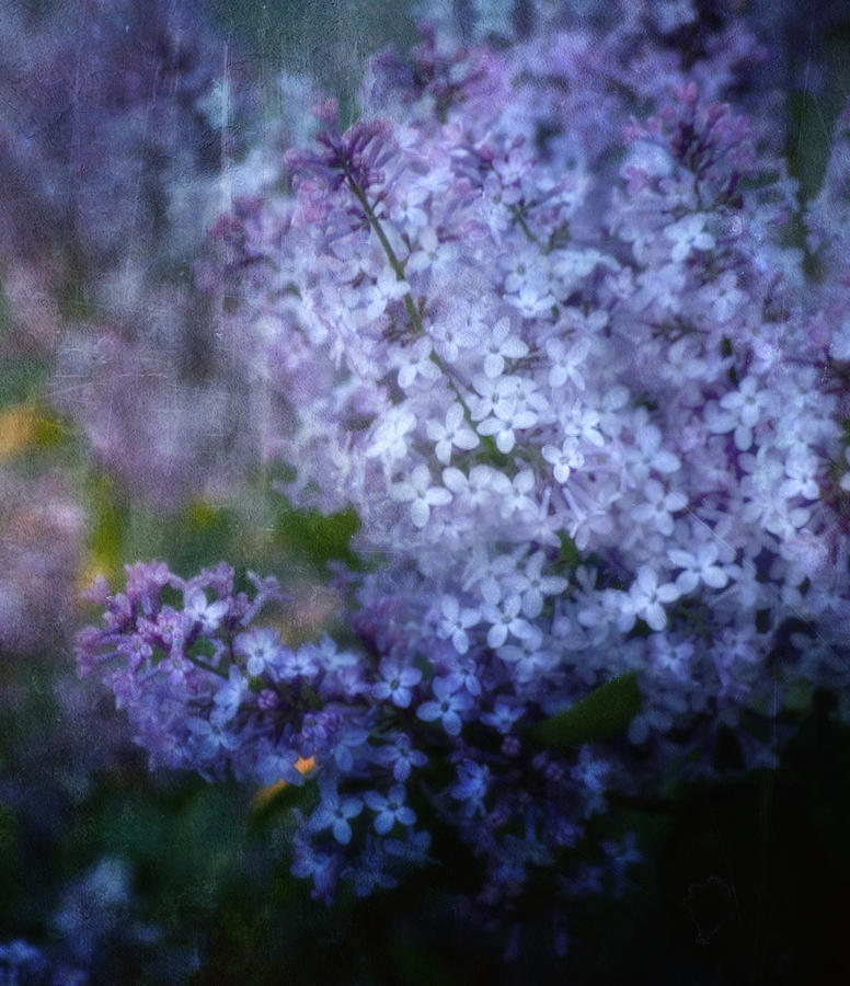 Lovely Lilac Photograph by Ellen Heaverlo