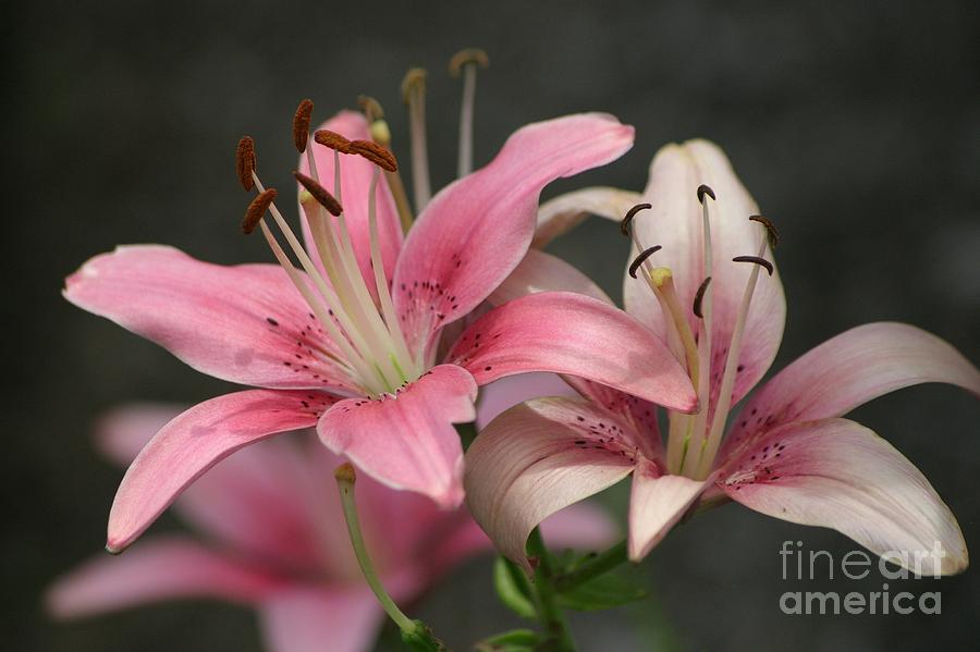 Lovely Lilies Photograph by Living Color Photography Lorraine Lynch