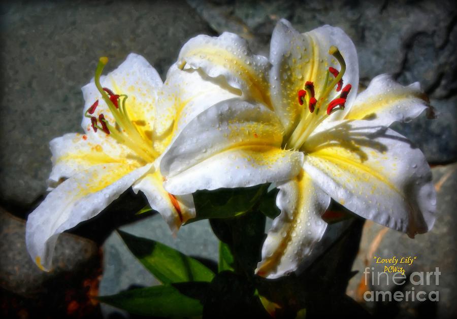 Lily Photograph - Lovely Lily by Patrick Witz