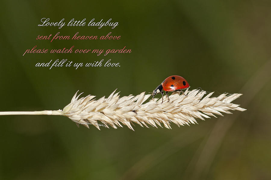Lovely little Ladybug Photograph by Bonnie Barry