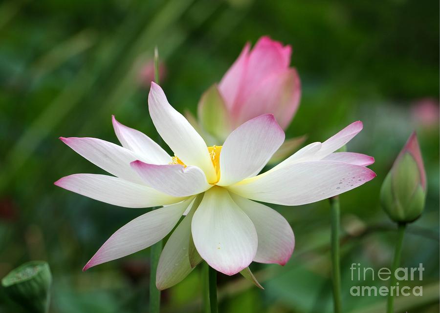 Flower Photograph - Lovely Lotus Garden by Sabrina L Ryan