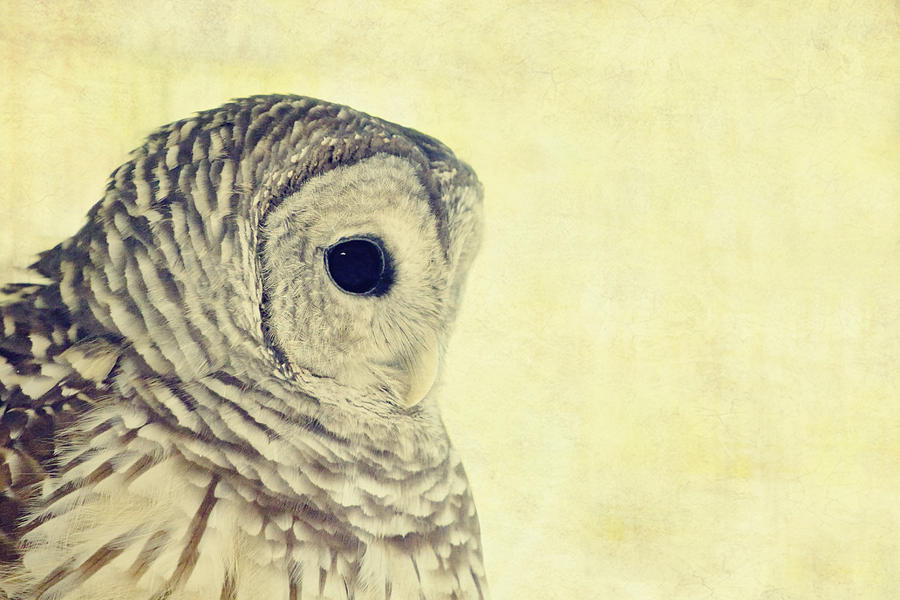 Owl Photograph - Lovely Lucy Barred Owl by Stephanie McDowell