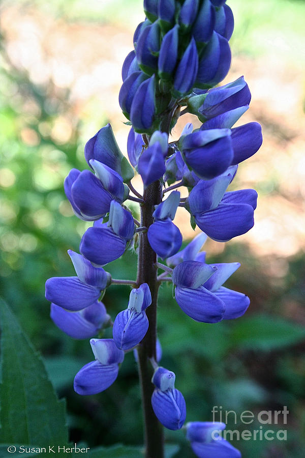 Lovely Lupine Photograph by Susan Herber