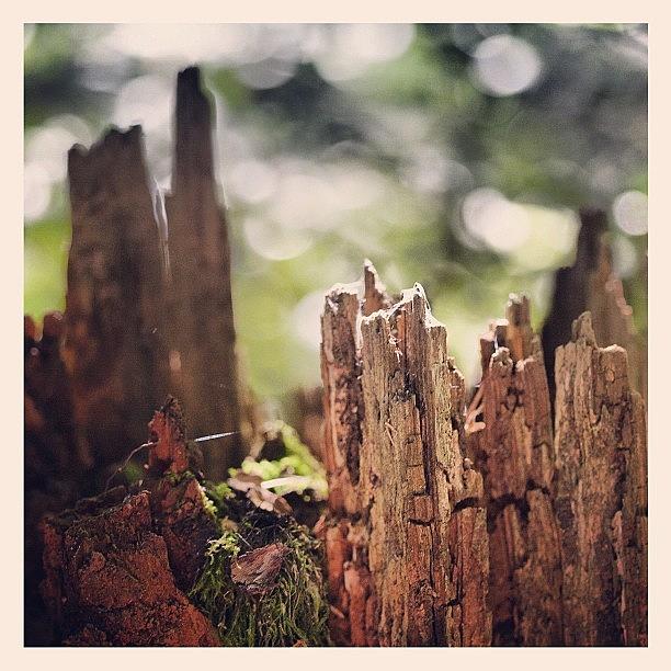 Igers Photograph - Lovely Old Stump. #instagood by Kevin Smith