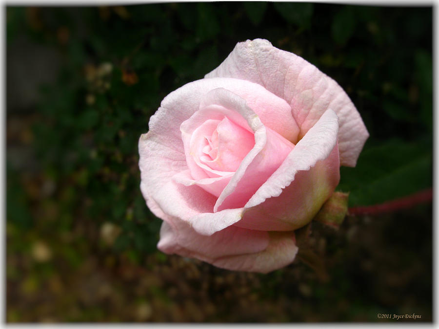 Lovely Pink Rose Photograph by Joyce Dickens