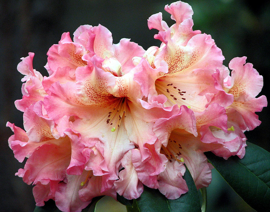 Lovely Pink Ruffles Photograph by Chris Anderson