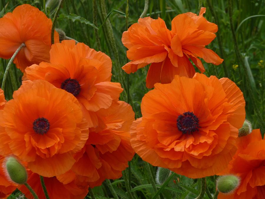 Lovely Poppies Photograph by Jeanette Oberholtzer