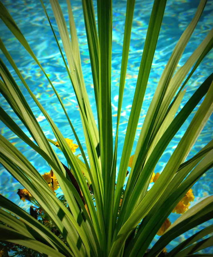 Palm Photograph - Lovely Radiance.. by Tanya Tanski