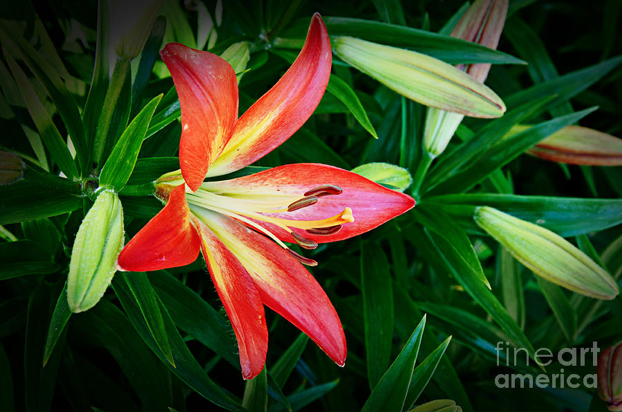 Lovely Red Lilly Photograph by Andee Design