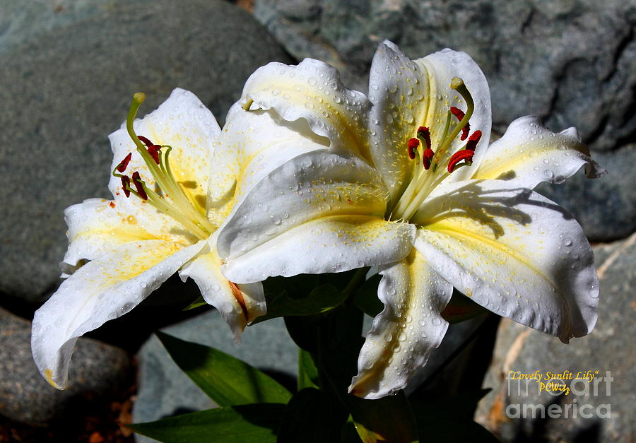 Lovely Sunlit Lily Photograph by Patrick Witz