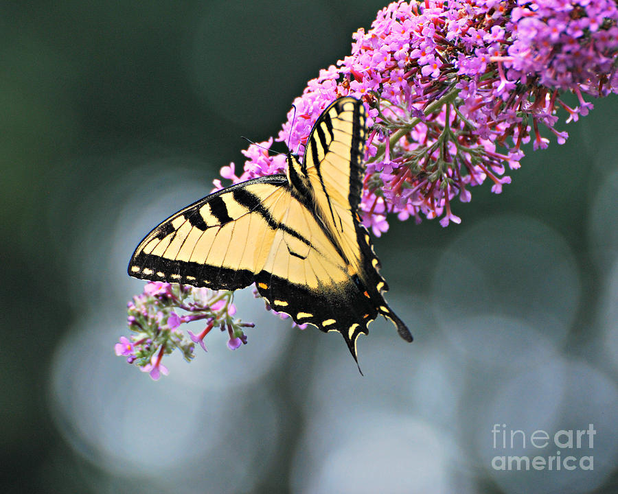 Lovely Swallowtail Butterfly Photograph by Lila Fisher-Wenzel