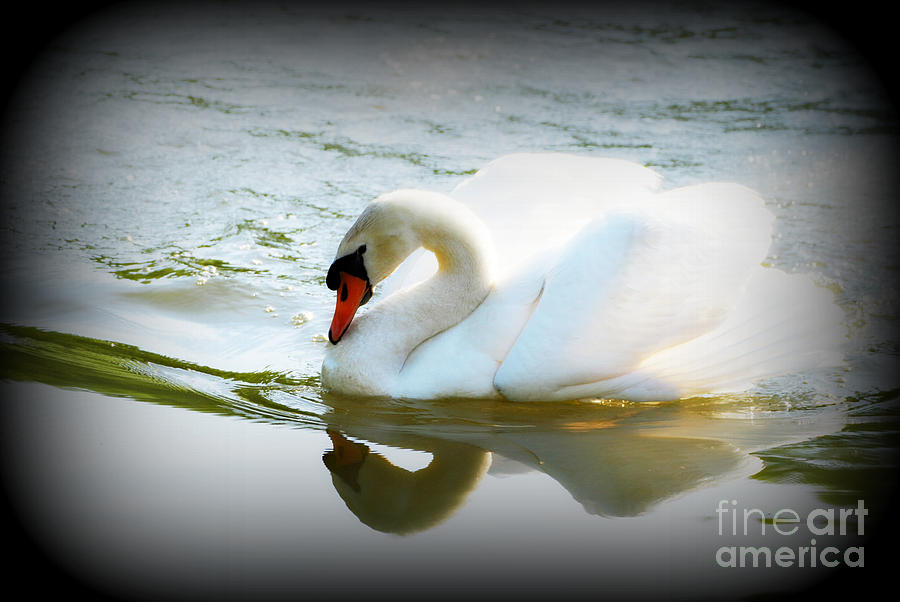 Lovely Swan Photograph by Lila Fisher-Wenzel