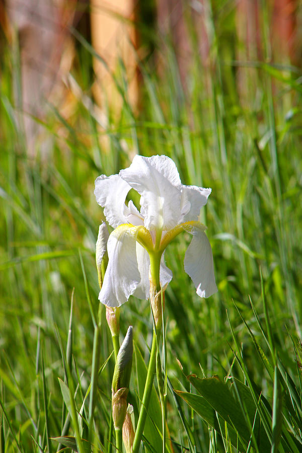 Lovely White Iris In Field Of Grass Photograph by Tracie Schiebel