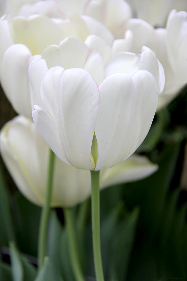 Lovely White Tulip Flowers Photograph by Jennie Marie Schell