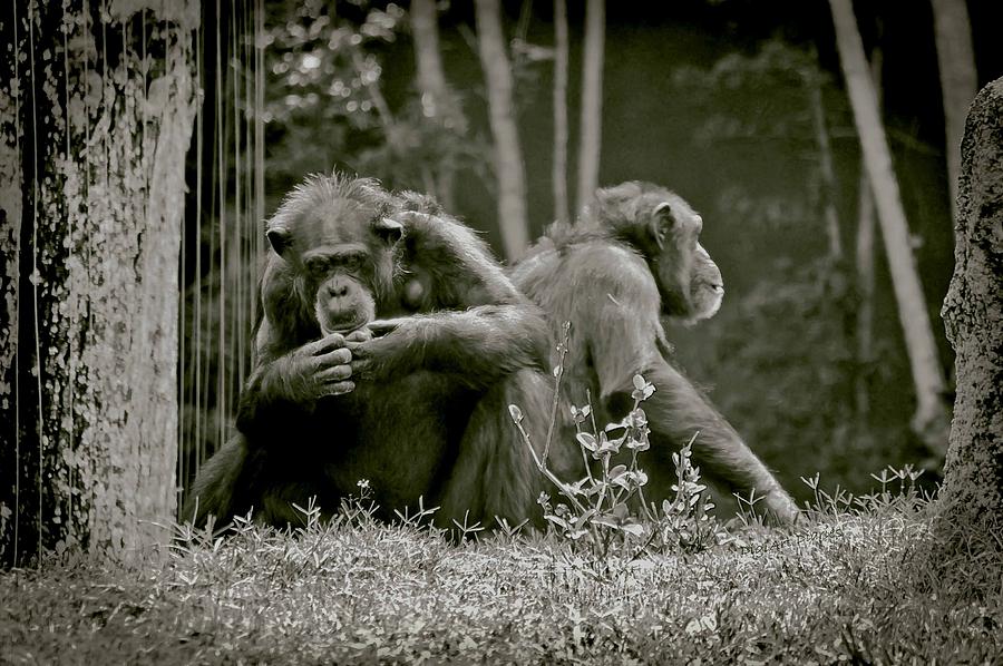 Lovers Spat Amongst Primates Photograph by DigiArt Diaries by Vicky B Fuller