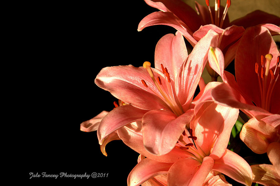 Loves Lilies Photograph by Jale Fancey
