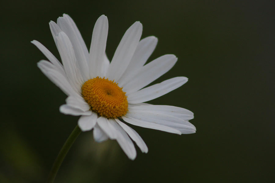 Daisy Photograph - Loves Me by Cathie Douglas
