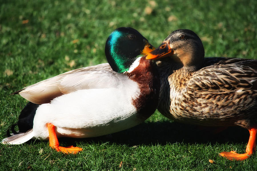 Lovey Photograph by Linda Dunn - Fine Art America