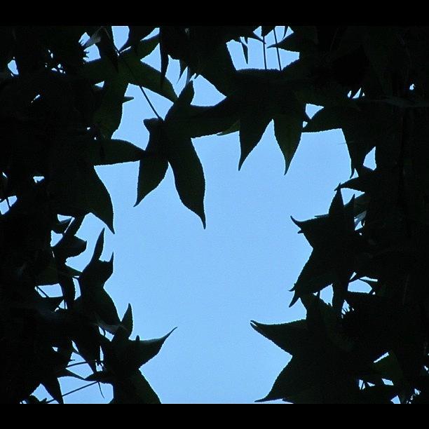 Tree Photograph - Loving Silhouette by Kandace Watts