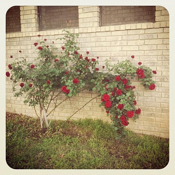 Brick Photograph - Loving This Rose Bush by Angie Davis