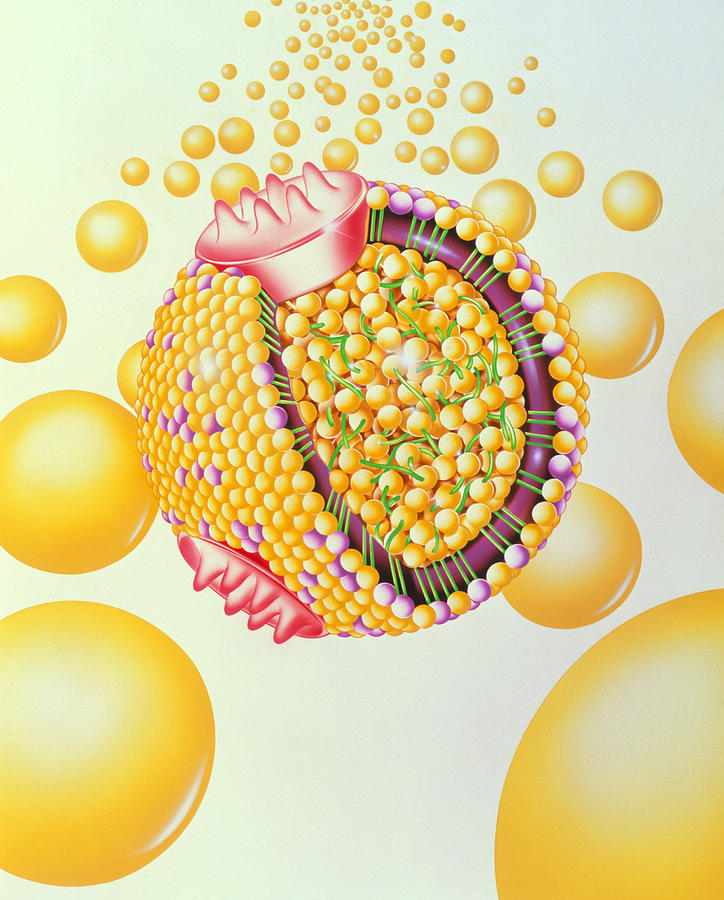 low density lipoprotein low density lipoprotein
