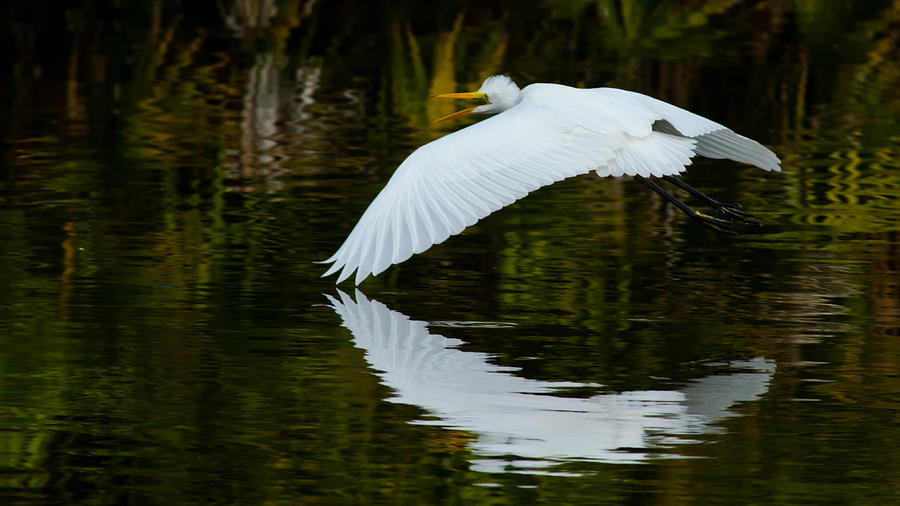 Egret Photograph - Low Flying Reflection of Snowy Egret by Andres Leon