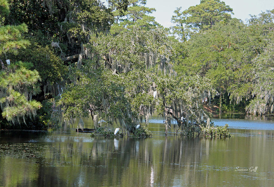Lowcountry Landscape Photograph by Suzanne Gaff