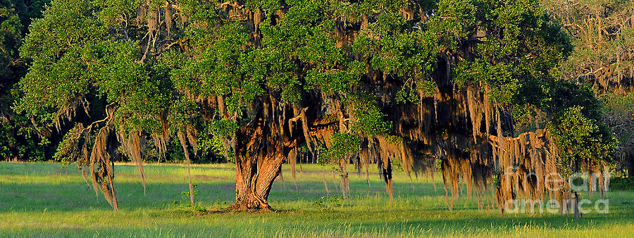 Lowcountry Live Oak Photograph by Al Powell Photography USA